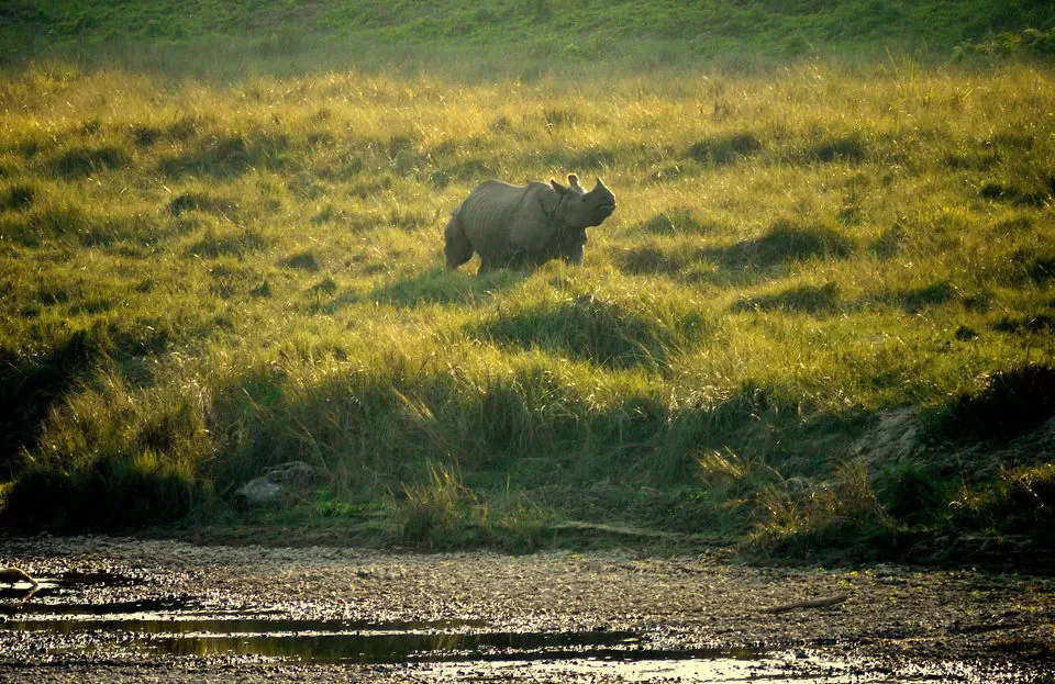 Photo of Here's Why Chitwan National Park Is The Best To See Wildlife In Asia by Himani Khatreja