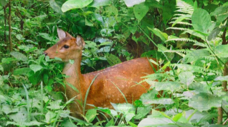 Photo of Here's Why Chitwan National Park Is The Best To See Wildlife In Asia by Himani Khatreja
