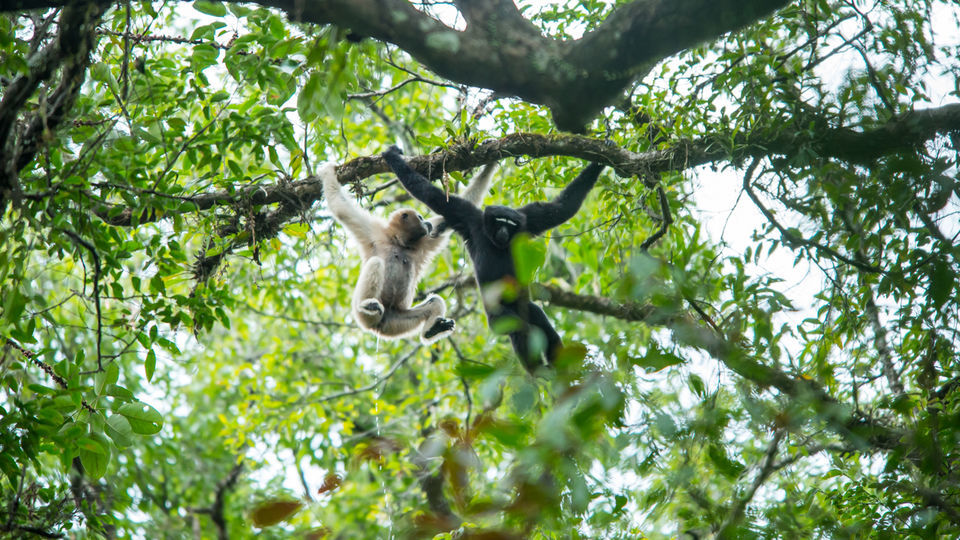 Photo of Namdapha National Park: A Trek Through An Indian Rainforest Across Bamboo Bridges And Rivers by Himani Khatreja