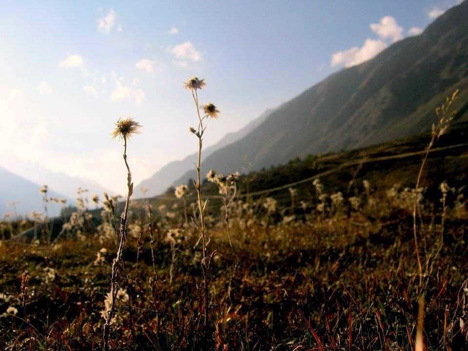 Photo of The End Of The Trek - Kheerganga, Parvati Valley by Apoorv Ahlawat