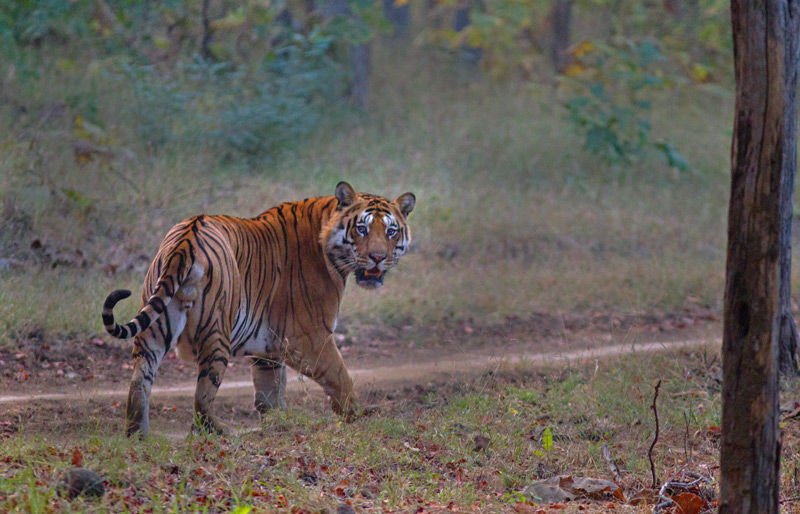 Photo of Deep In The Middle Of A Jungle Is A Wildlife Lodge, And Here's Why It's The Perfect Getaway by Himani Khatreja