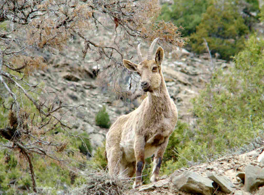 Photo of The Great Himalayan National Park: How To Go, What To Do, And All Other Questions Answered by Himani Khatreja