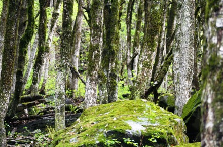 Photo of The Great Himalayan National Park: How To Go, What To Do, And All Other Questions Answered by Himani Khatreja