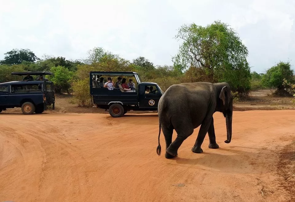 Photo of Yala National Park, Hambantota, Southern Province, Sri Lanka by Himani Khatreja