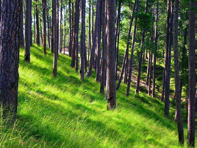 Photo of Kuppar, Himachal Pradesh, India by Kirat S