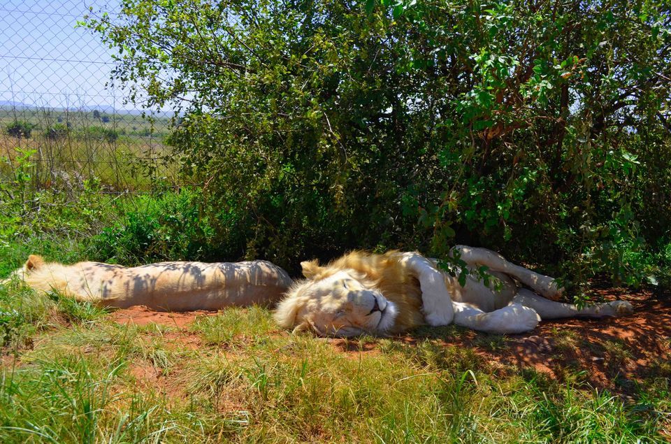 Photo of Wildlife In South Africa: This Reserve Is Home To Animals You've Grown Up Reading About by Rohan Sood