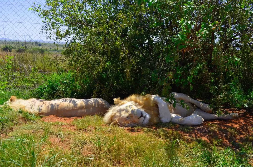 Photo of Wildlife In South Africa: This Reserve Is Home To Animals You've Grown Up Reading About by Rohan Sood