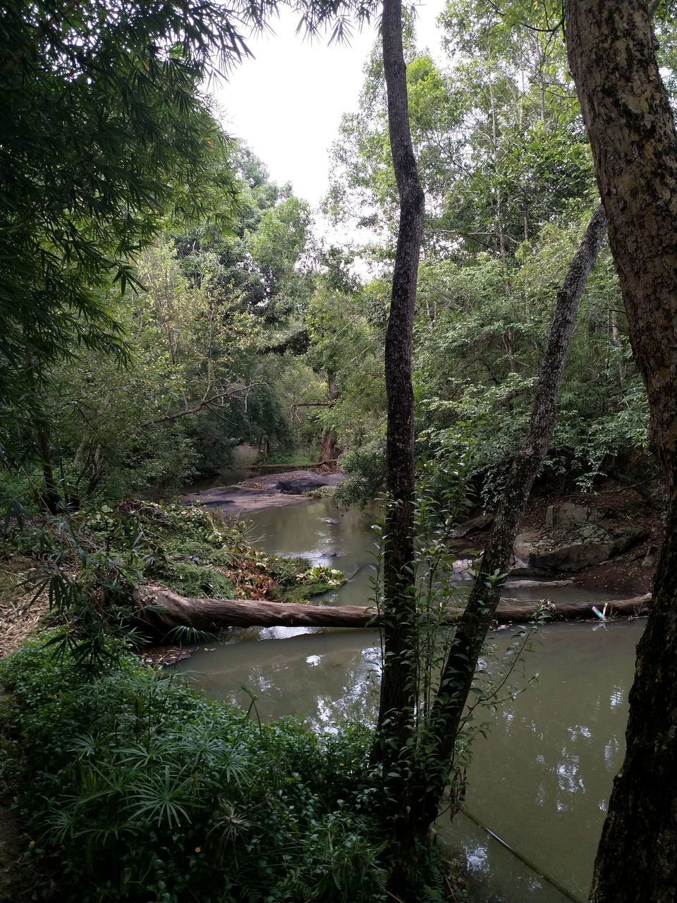 Photo of Amanvana Resort & Spa, Kushalnagar, Karnataka, India by Lakshmi Menon