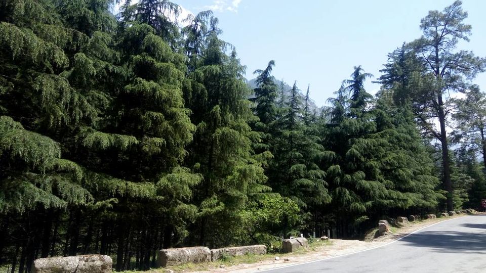 Photo of KASOL : Parvati Woods Camp 6/9 by IBIS