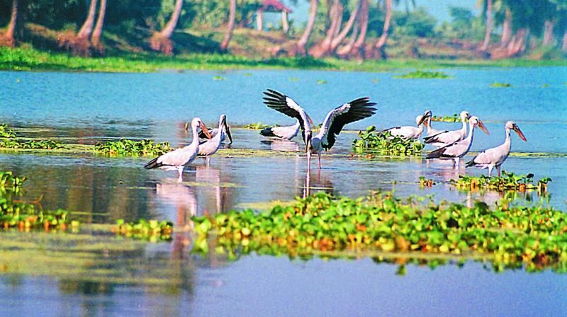 Photo of Kolleru Lake In Andhra Pradesh: Here Is Everything You Need To Know 1/5 by Shikha Singh
