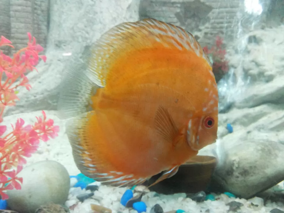 Photo of Ganga Aquarium, Lucknow, Uttar Pradesh, India by Sneha