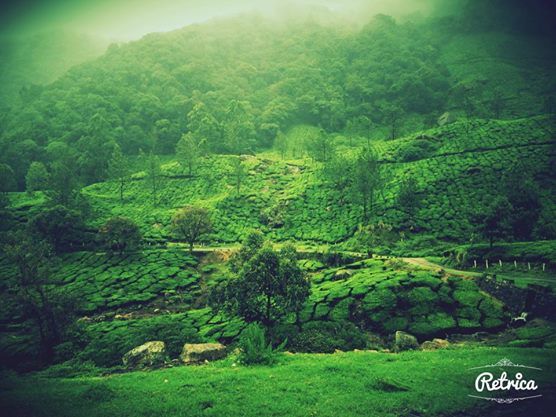 Photo of Munnar- Road to Paradise 7/19 by Shruti Sidhan