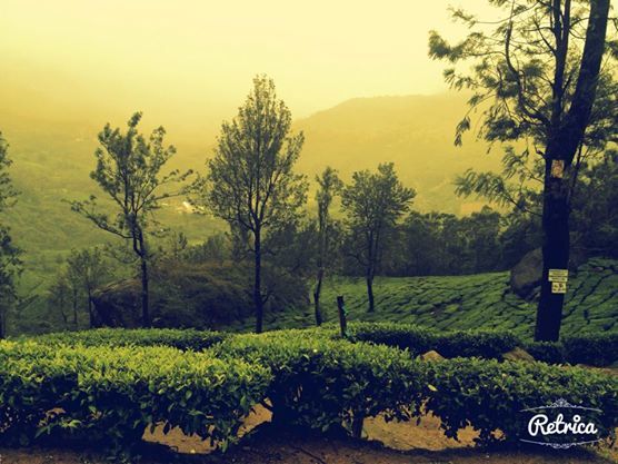 Photo of Munnar- Road to Paradise 16/19 by Shruti Sidhan
