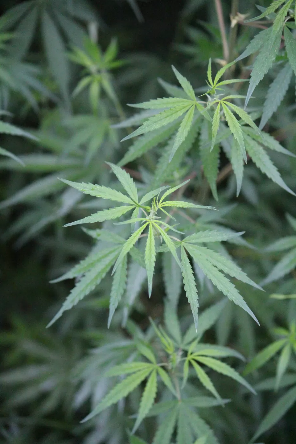 Photo of Kasol, Himachal Pradesh, India by Anonymous Traveller