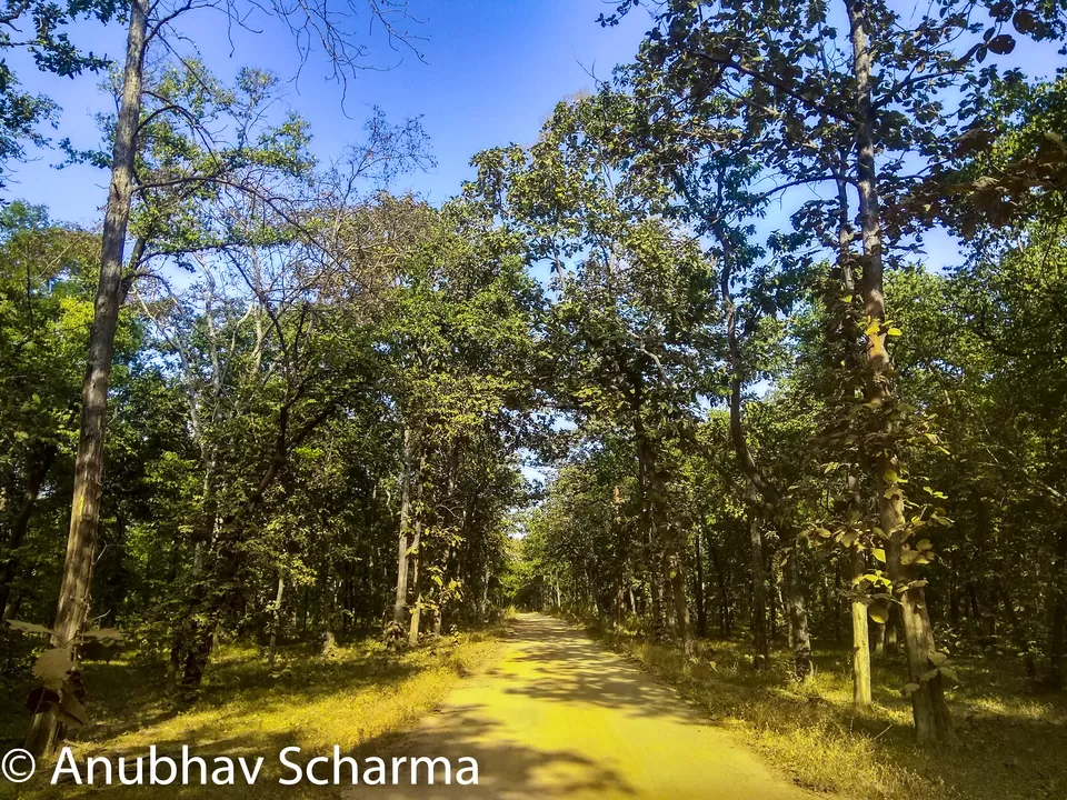 Photo of Barnawapara Wildlife Sanctuary, Barnawapara, Kasdol, Chhattisgarh, India by Anonymous Traveller