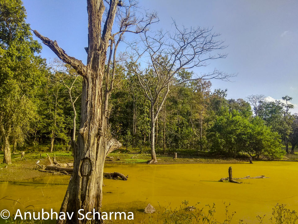 Photo of Barnawapara Wildlife Sanctuary, Barnawapara, Kasdol, Chhattisgarh, India by Anonymous Traveller