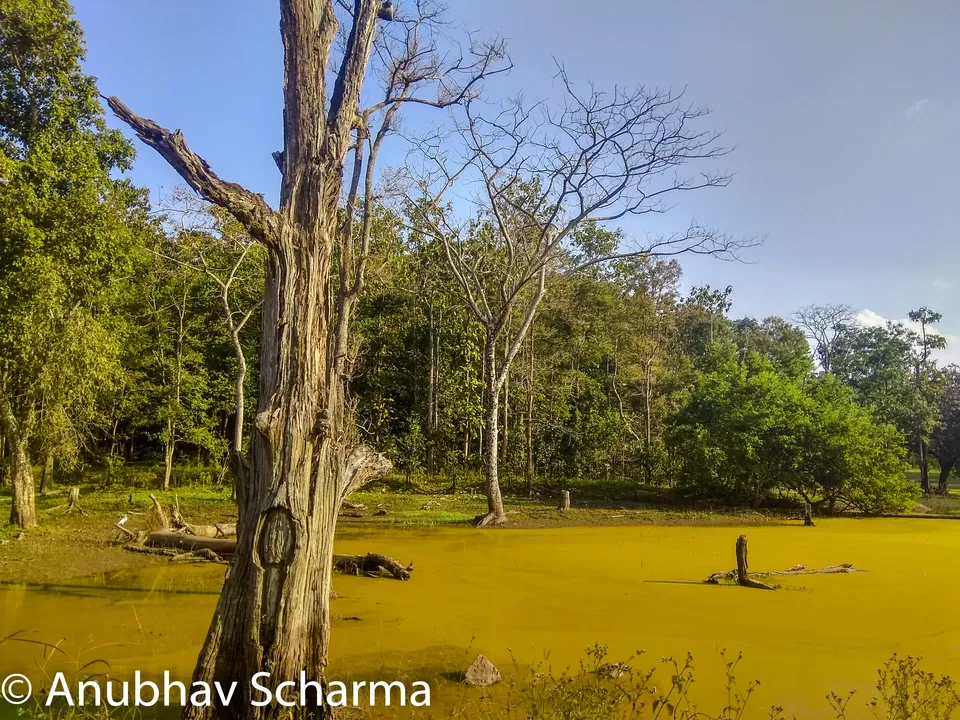 Photo of Barnawapara Wildlife Sanctuary, Barnawapara, Kasdol, Chhattisgarh, India by Anonymous Traveller