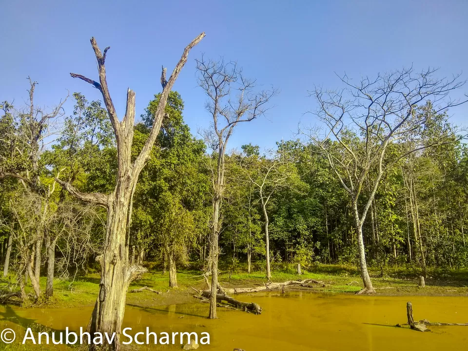 Photo of Barnawapara Wildlife Sanctuary, Barnawapara, Kasdol, Chhattisgarh, India by Anonymous Traveller