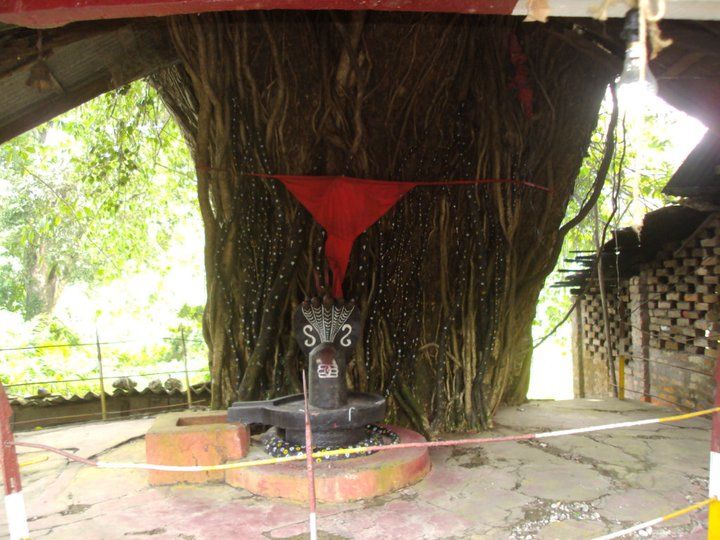 Photo of Trip to Buxa Tiger Reserve 2/42 by Nabakumar Das