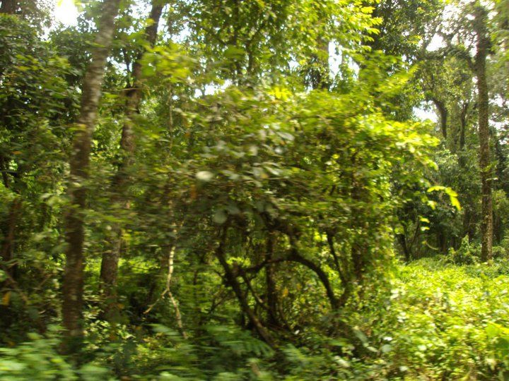 Photo of Trip to Buxa Tiger Reserve 8/42 by Nabakumar Das