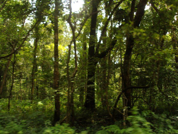 Photo of Trip to Buxa Tiger Reserve 9/42 by Nabakumar Das