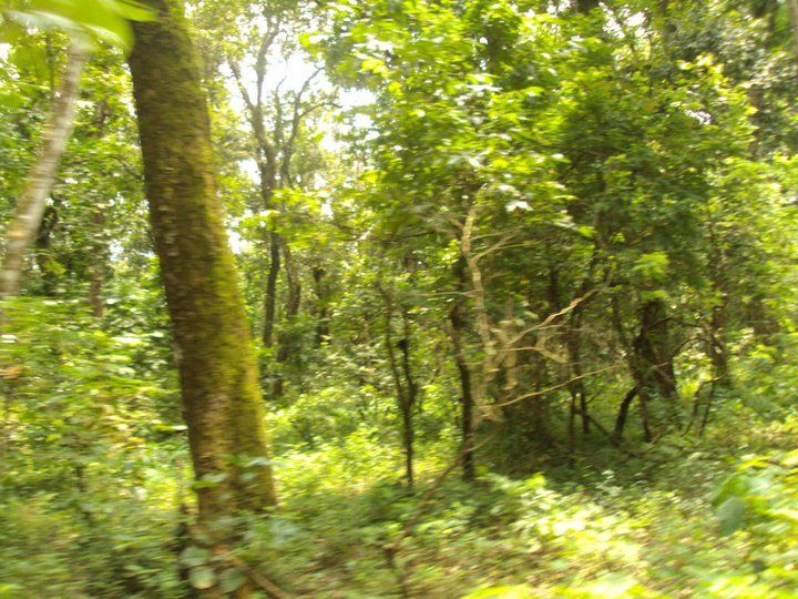 Photo of Trip to Buxa Tiger Reserve 10/42 by Nabakumar Das