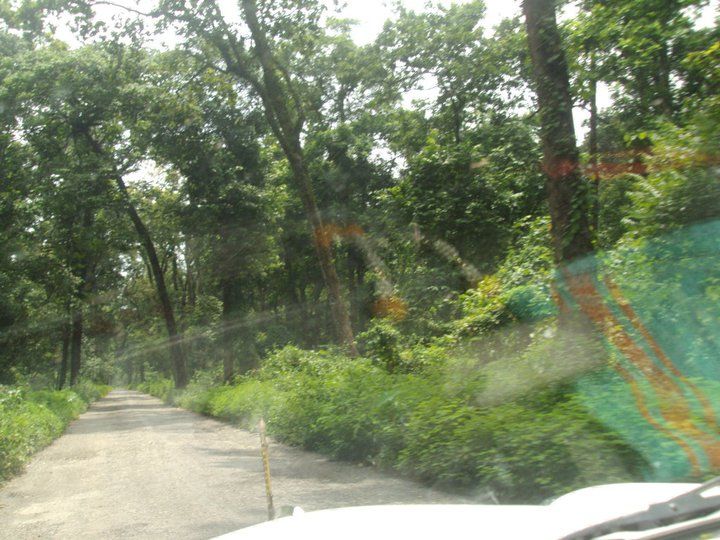 Photo of Trip to Buxa Tiger Reserve 11/42 by Nabakumar Das