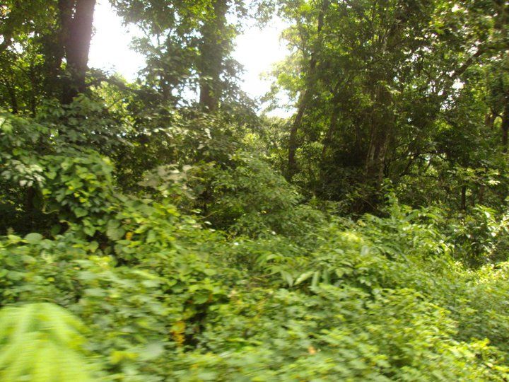 Photo of Trip to Buxa Tiger Reserve 12/42 by Nabakumar Das