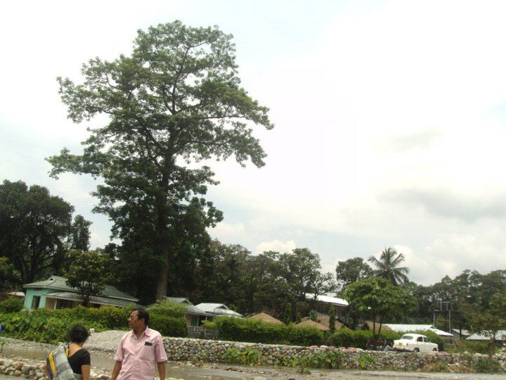 Photo of Trip to Buxa Tiger Reserve 22/42 by Nabakumar Das