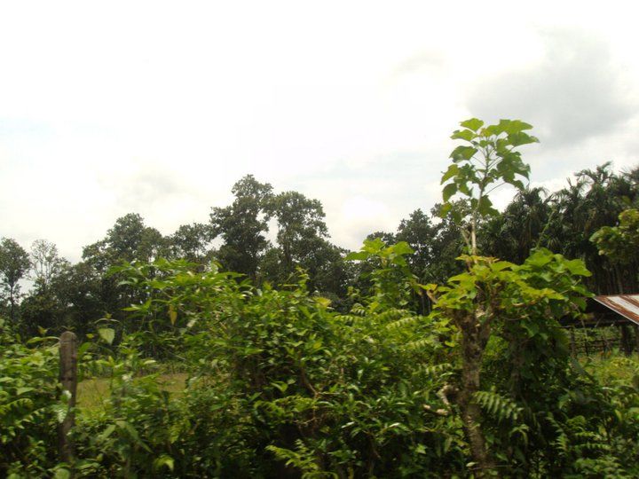 Photo of Trip to Buxa Tiger Reserve 29/42 by Nabakumar Das