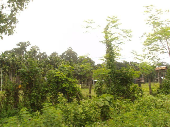 Photo of Trip to Buxa Tiger Reserve 30/42 by Nabakumar Das