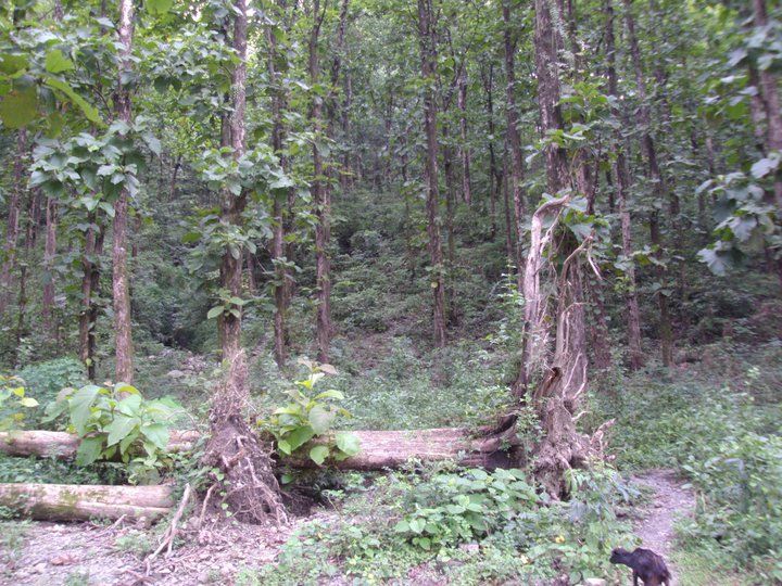 Photo of Trip to Buxa Tiger Reserve 32/42 by Nabakumar Das