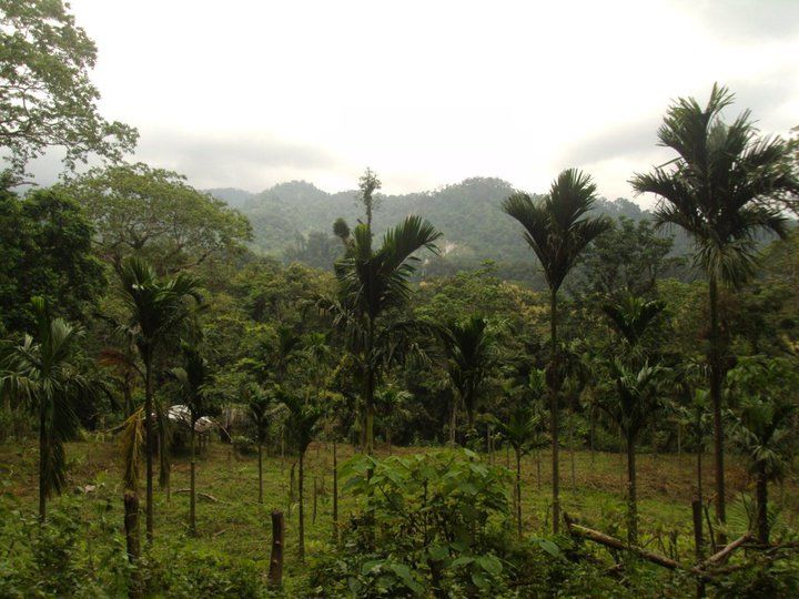 Photo of Trip to Buxa Tiger Reserve 34/42 by Nabakumar Das