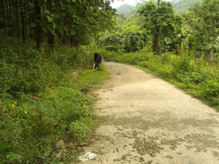 Photo of Trip to Buxa Tiger Reserve 35/42 by Nabakumar Das