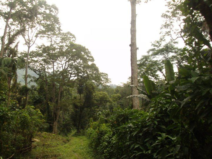 Photo of Trip to Buxa Tiger Reserve 39/42 by Nabakumar Das