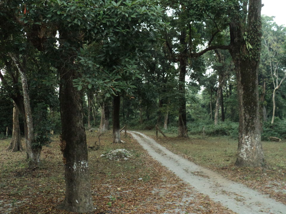 Photo of Lonely Lankapara near Bhutan Border 10/33 by Nabakumar Das