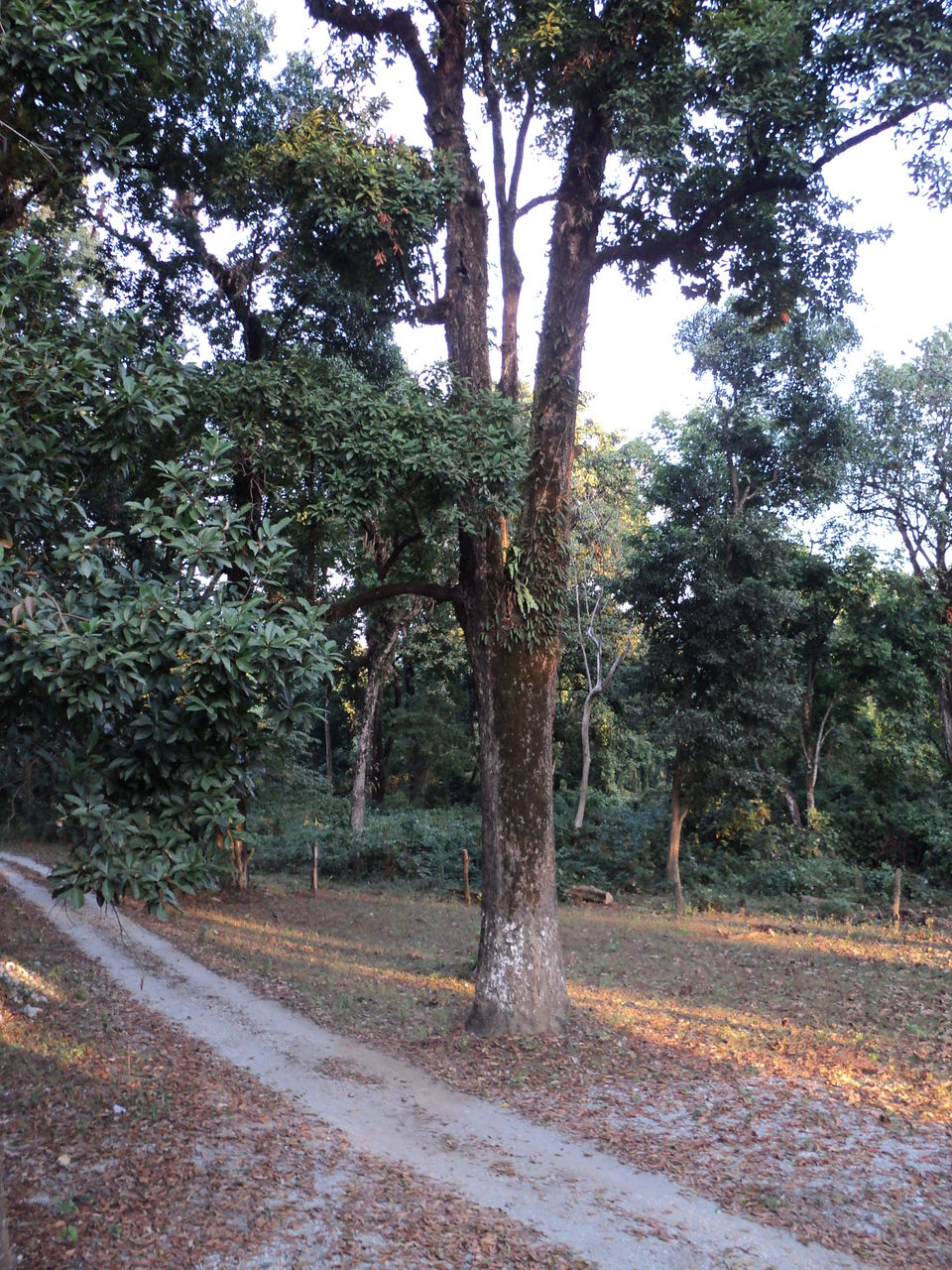 Photo of Lonely Lankapara near Bhutan Border 11/33 by Nabakumar Das