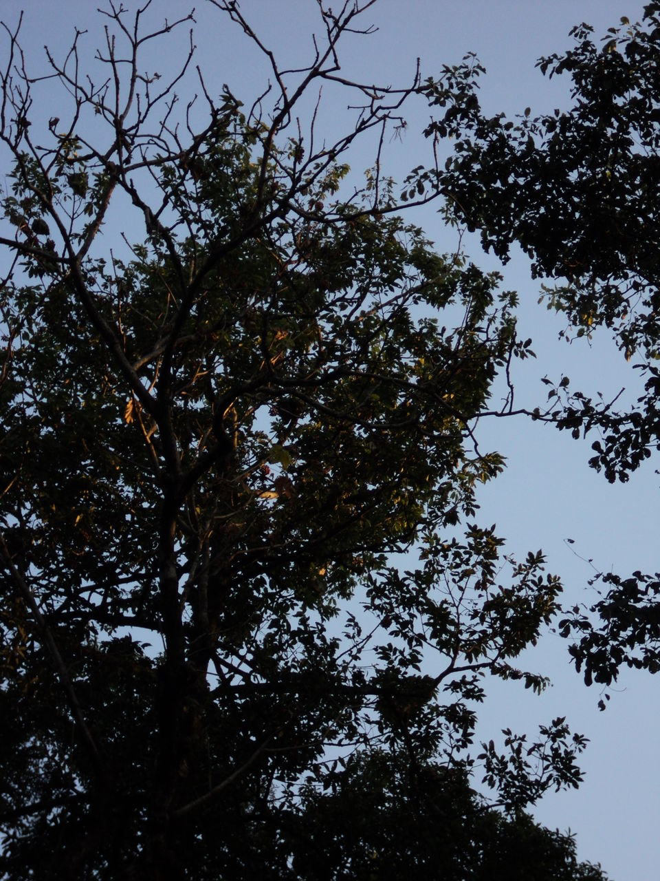 Photo of Lonely Lankapara near Bhutan Border 13/33 by Nabakumar Das
