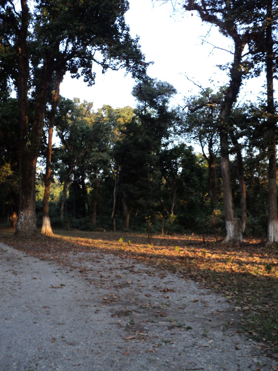 Photo of Lonely Lankapara near Bhutan Border 15/33 by Nabakumar Das