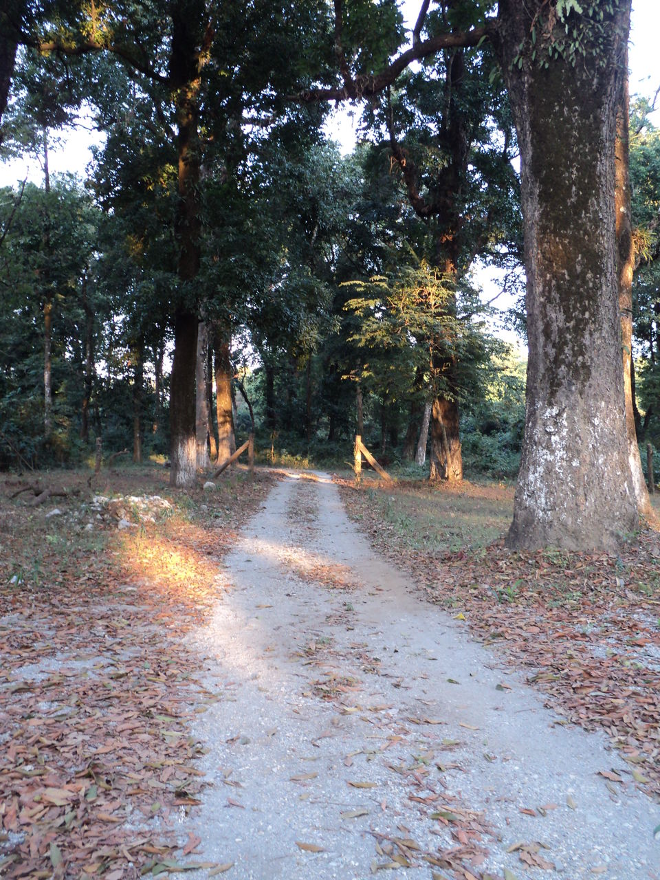 Photo of Lonely Lankapara near Bhutan Border 19/33 by Nabakumar Das