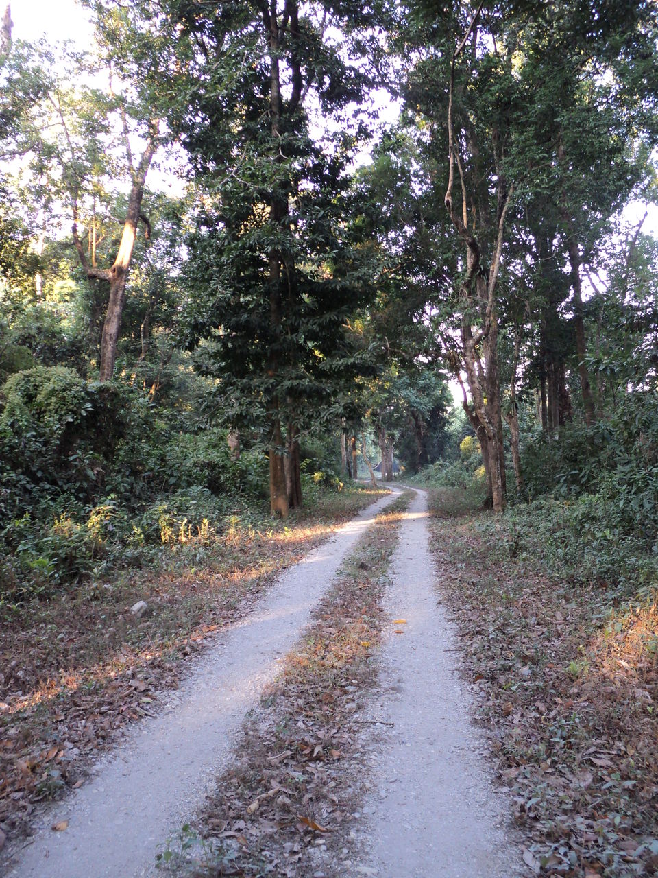Photo of Lonely Lankapara near Bhutan Border 31/33 by Nabakumar Das