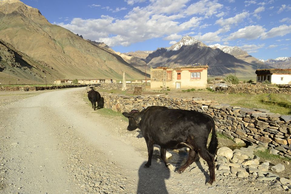 Photo of Visiting Zanskar? Don't Forget To Explore The Village of Rangdum by Footloose Dev
