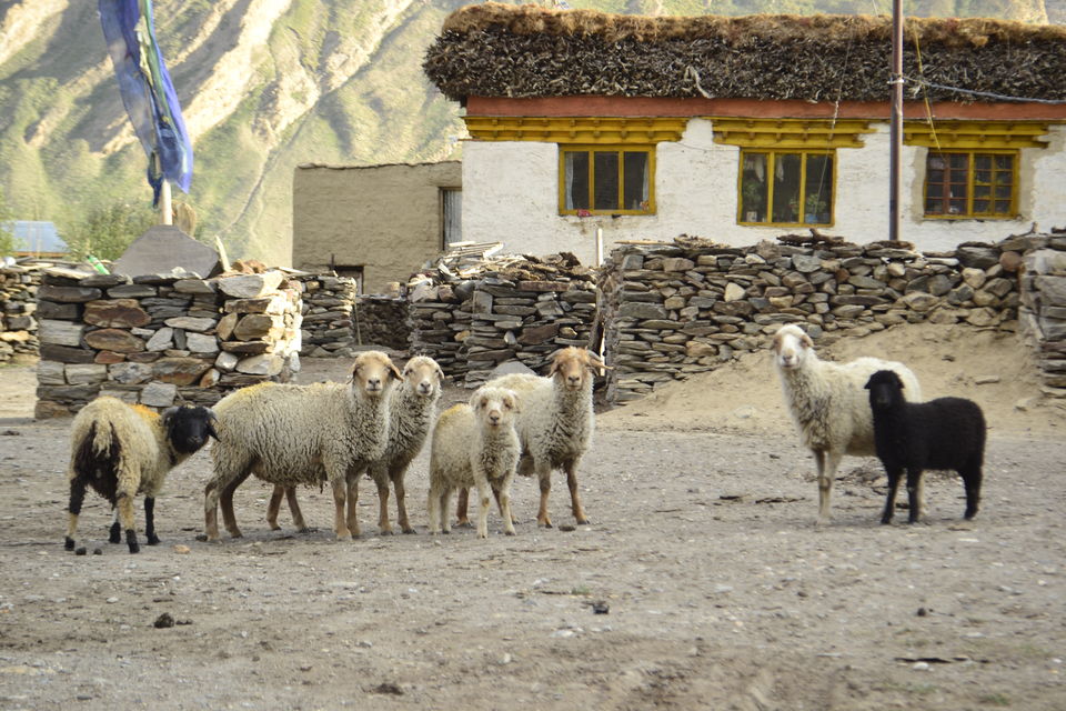 Photo of Rangdum Gompa, Rangdum by Footloose Dev
