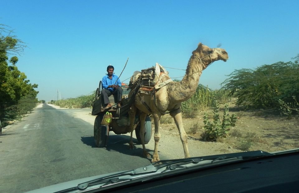 Photo of Glimpses of Rajasthan 8/22 by Pushpa Kurup