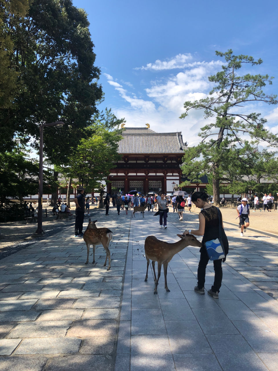 Photo of Nara Park, Nara, Japan by travelgirlindia