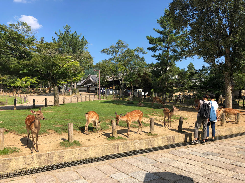 Photo of Nara Park, Nara, Japan by travelgirlindia