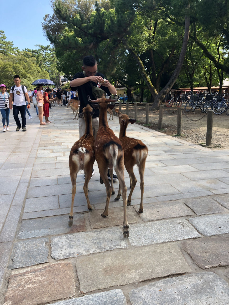 Photo of Nara Park, Nara, Japan by travelgirlindia