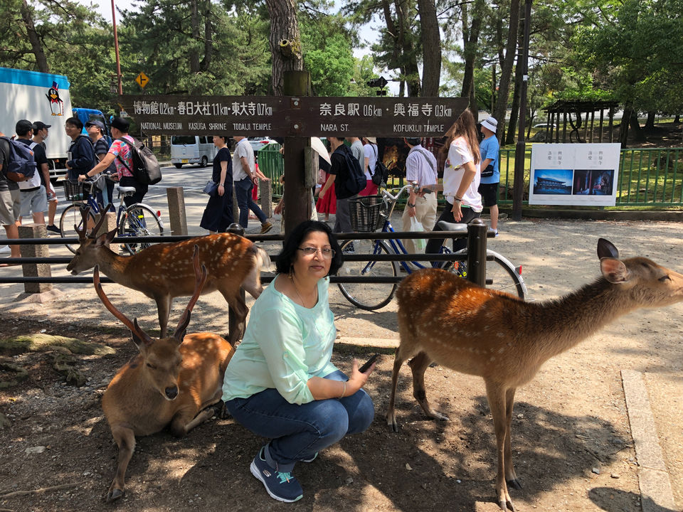 Photo of Nara Park, Nara, Japan by travelgirlindia