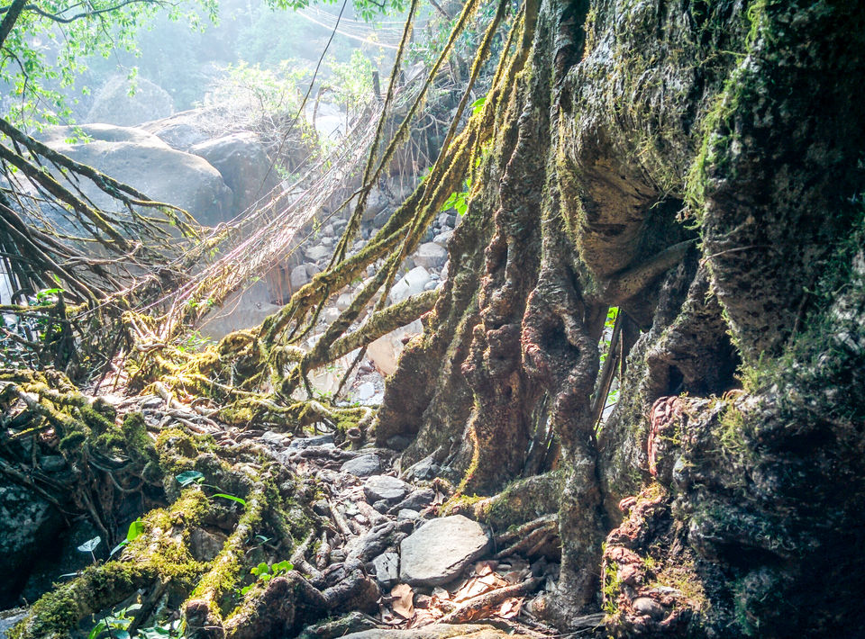 Photo of Litmus Test for my Dream | North-East India, Bhutan and Nepal 11/24 by Anjaneai Srivastava