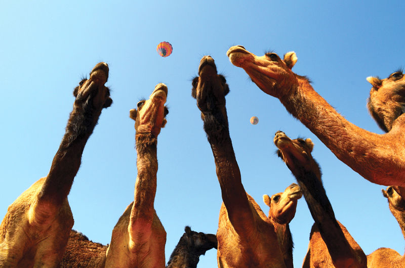 Photo of Rarest And Most Luxurious Experiences In The Cities And Villages of Rajasthan 2/2 by Travel+Leisure India & South Asia